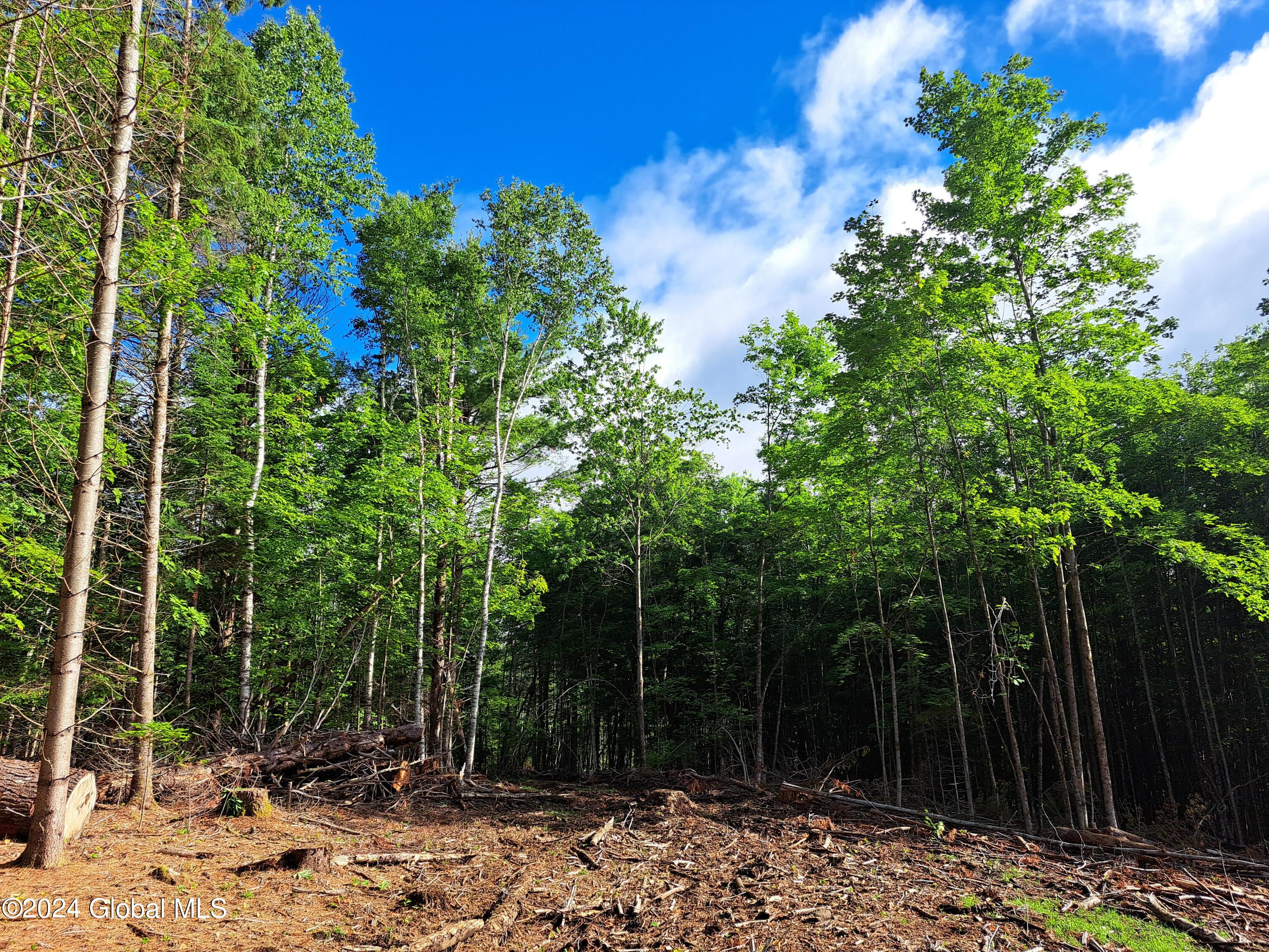 51 Barney Hill Road Johnsburg, NY 12843 - Photo 102 of 108 102 Small Woods Clearing