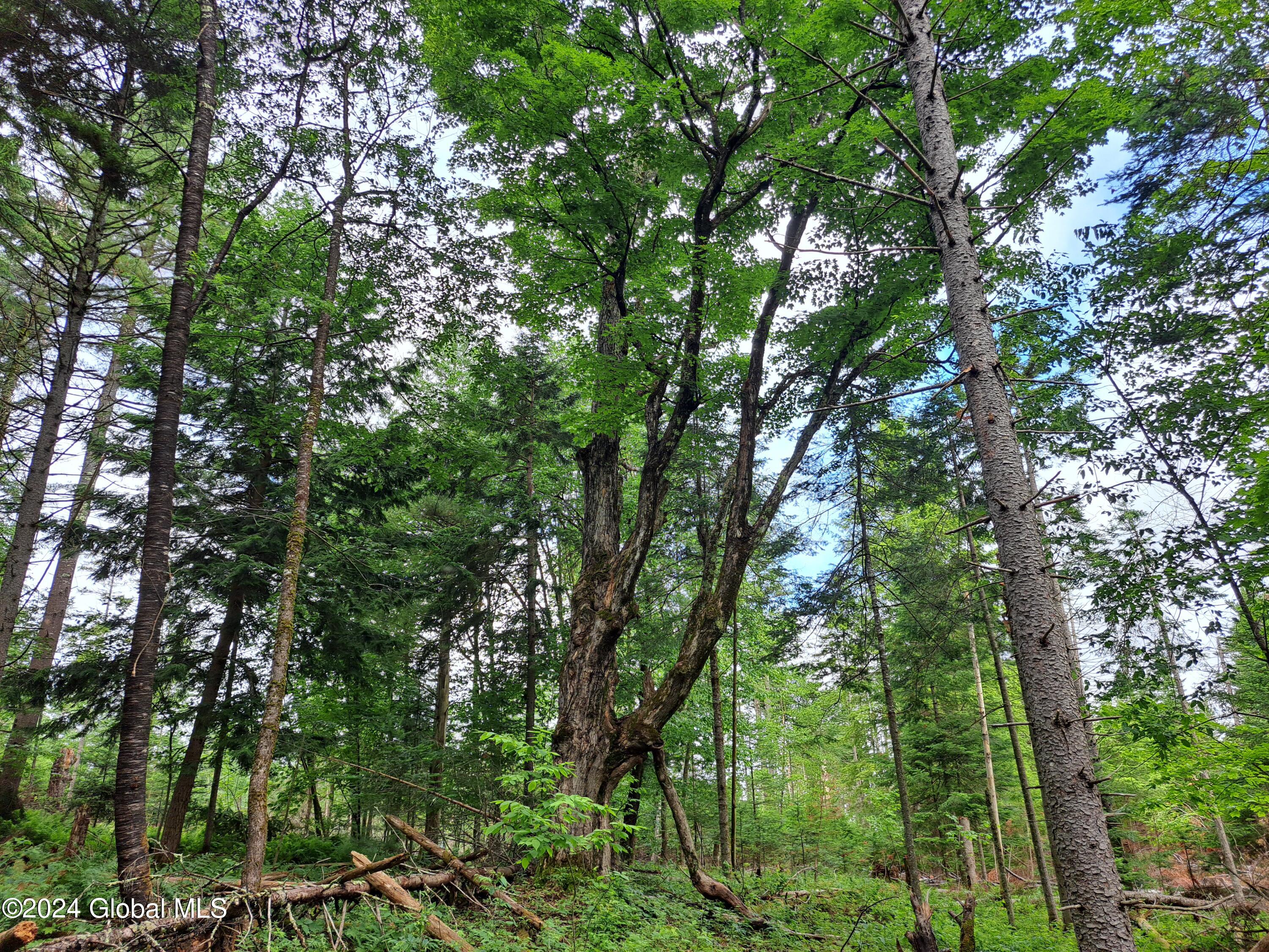 51 Barney Hill Road Johnsburg, NY 12843 - Photo 106 of 108 106 Old Field Maple