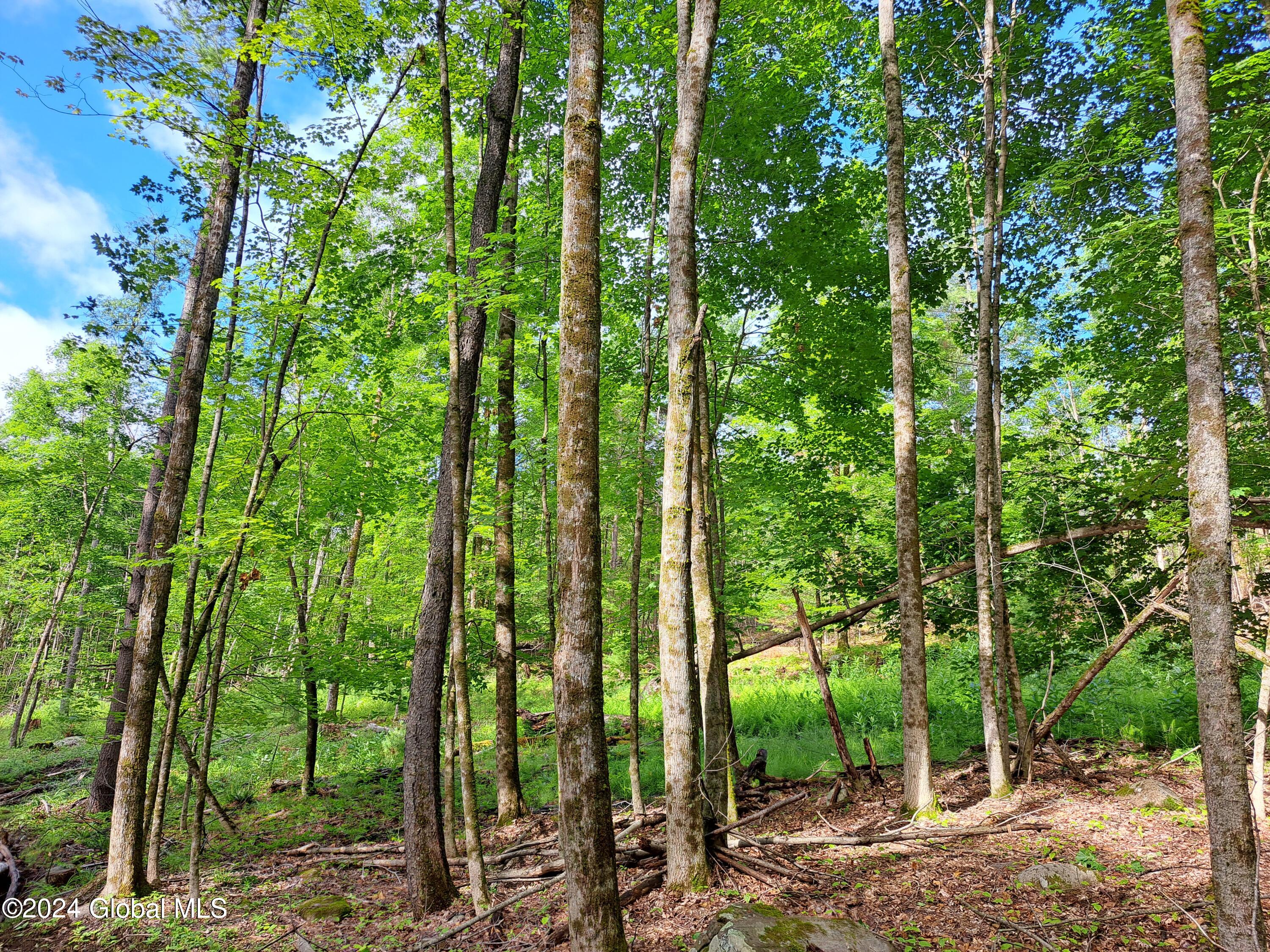 51 Barney Hill Road Johnsburg, NY 12843 - Photo 107 of 108 107 Sugar and Red Maples