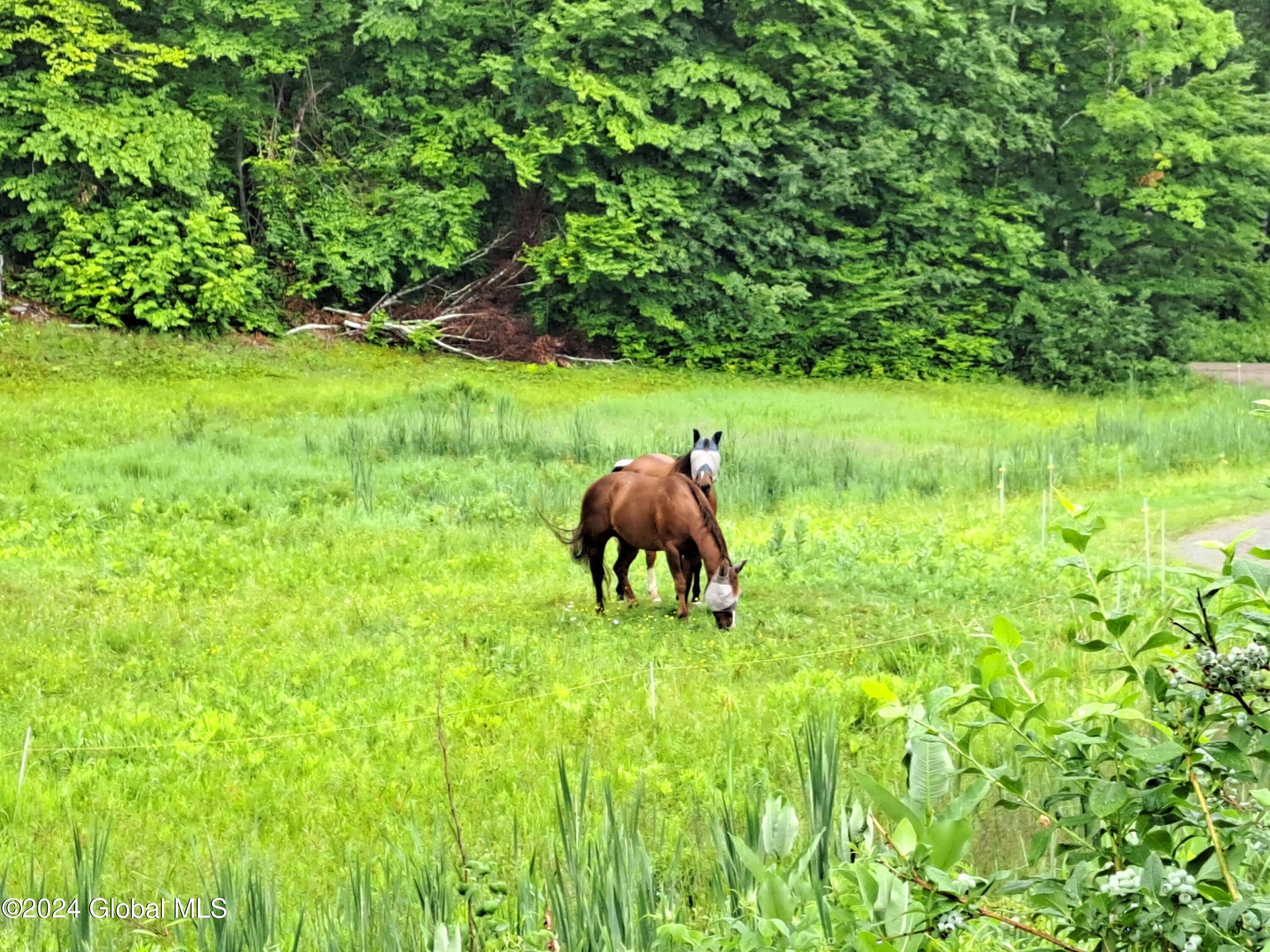 51 Barney Hill Road Johnsburg, NY 12843 - Photo 47 of 108 47 Horses from Front Porch