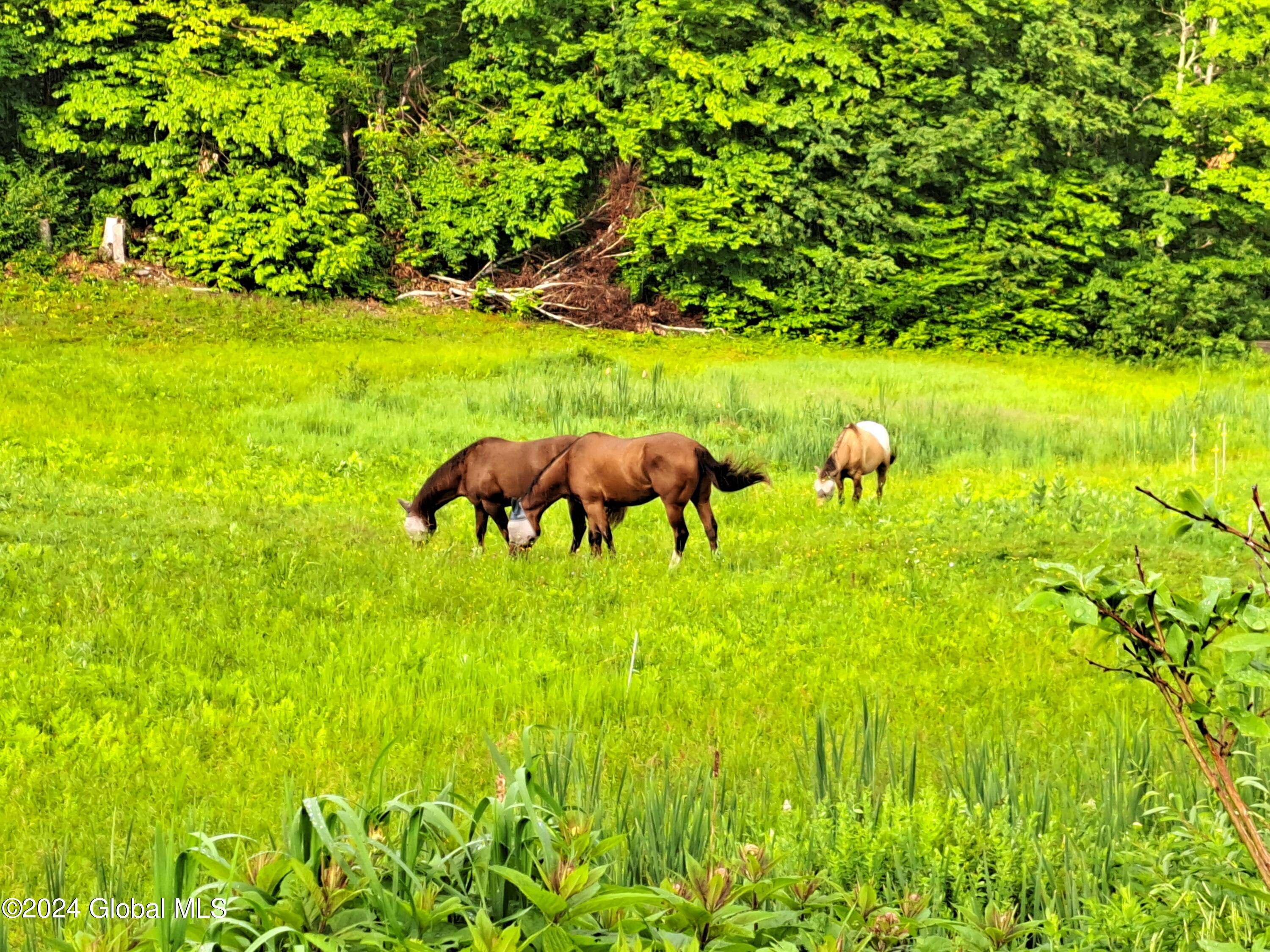 51 Barney Hill Road Johnsburg, NY 12843 - Photo 48 of 108 48 Horses from Front Porch
