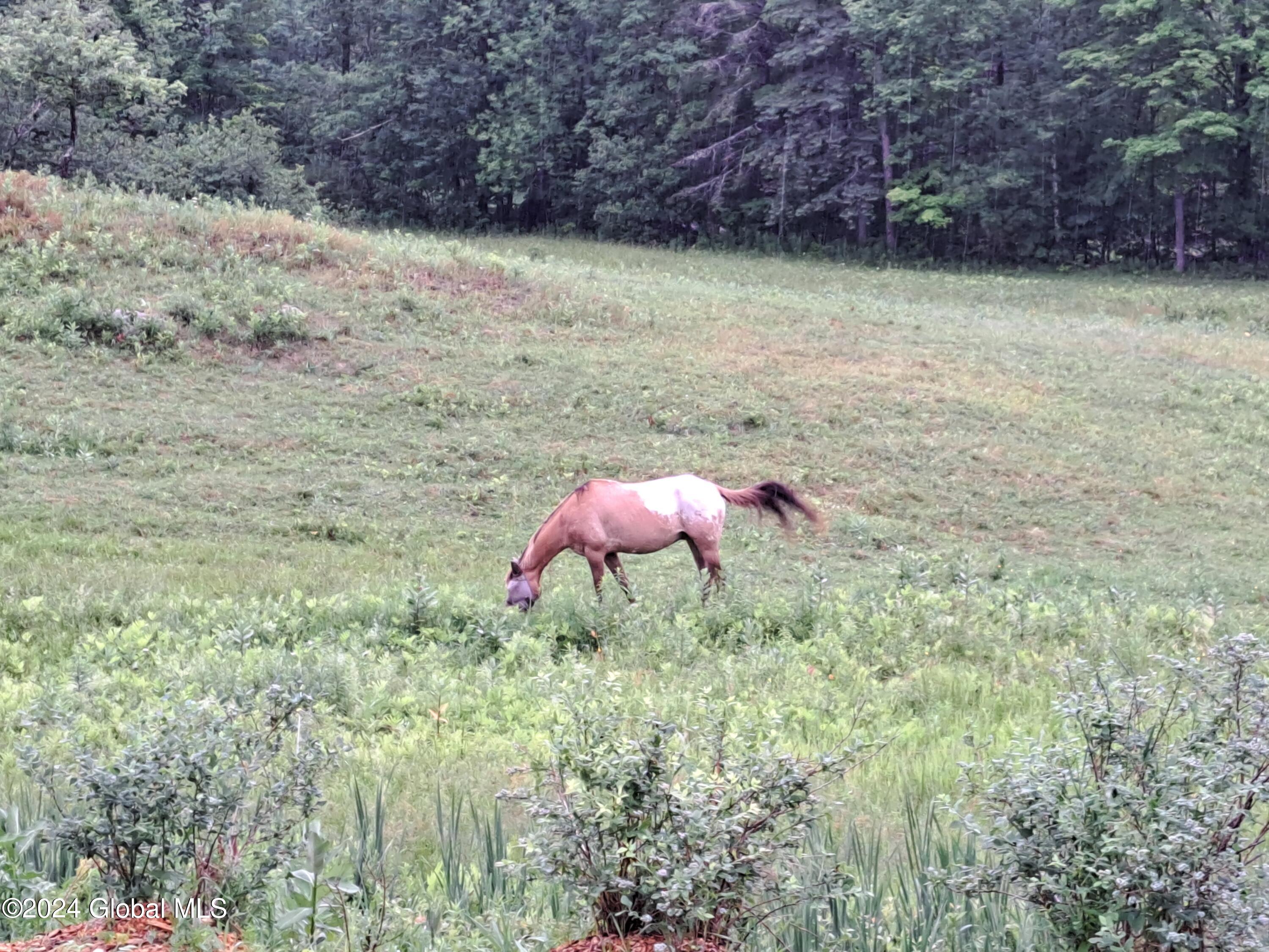 51 Barney Hill Road Johnsburg, NY 12843 - Photo 50 of 108 50 Quarter Horse
