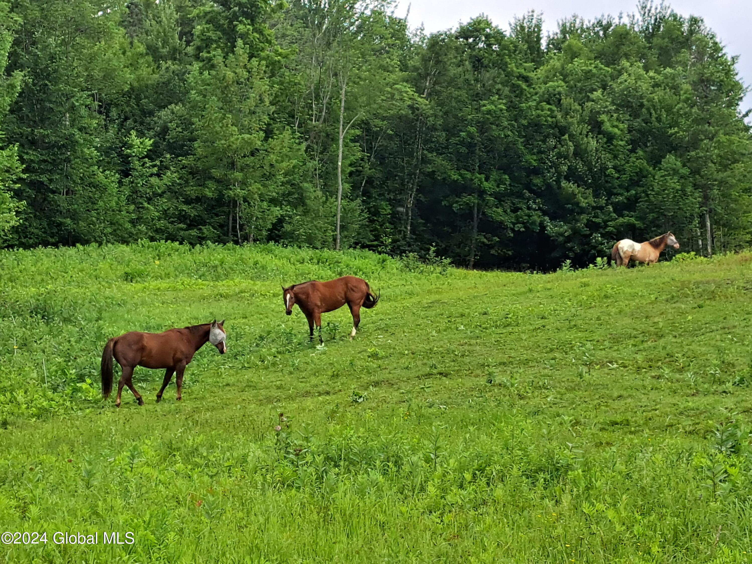 51 Barney Hill Road Johnsburg, NY 12843 - Photo 5 of 108 05 Quarter Horses from Porch