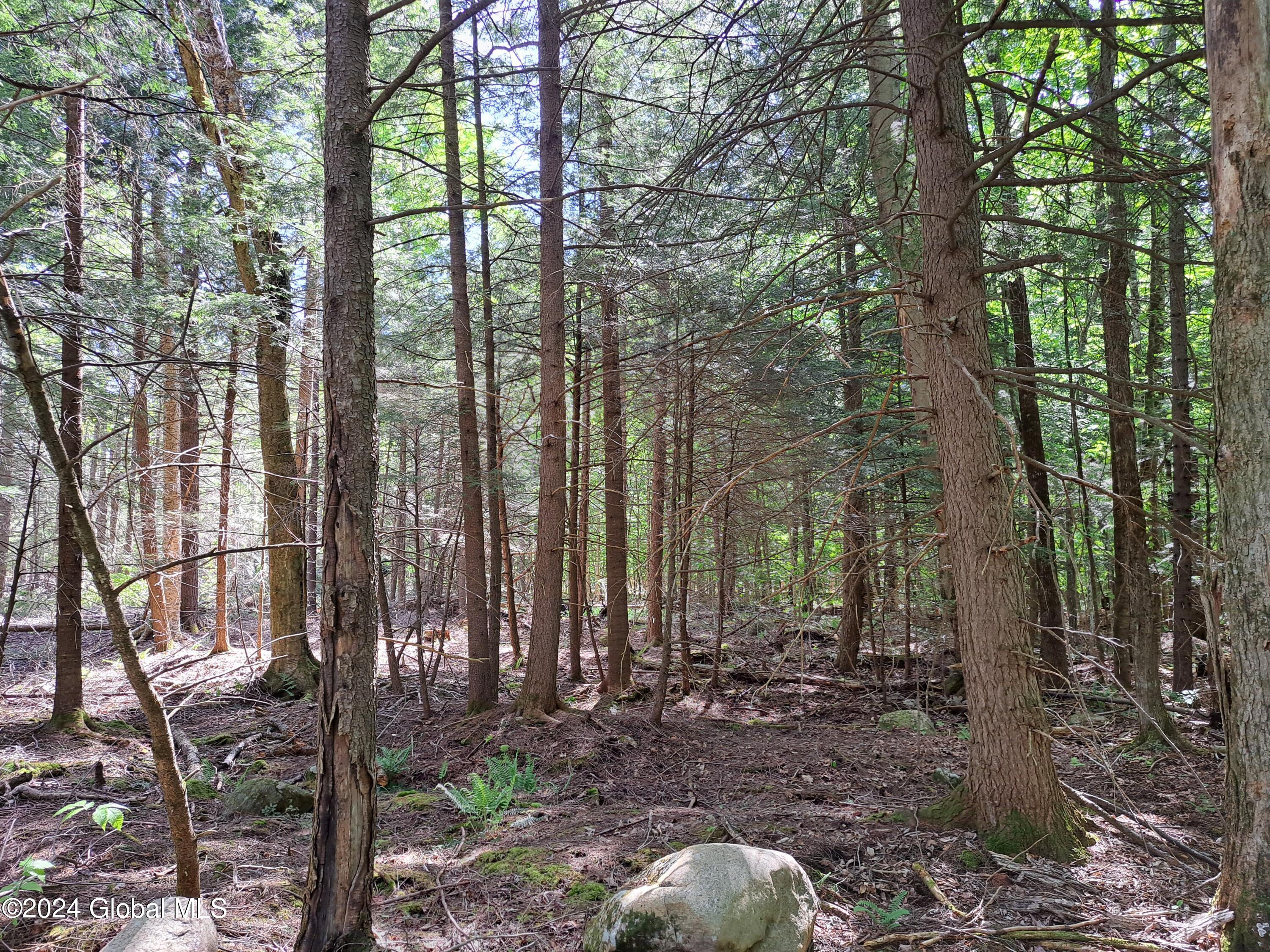 51 Barney Hill Road Johnsburg, NY 12843 - Photo 82 of 108 82 Hemlock Stand