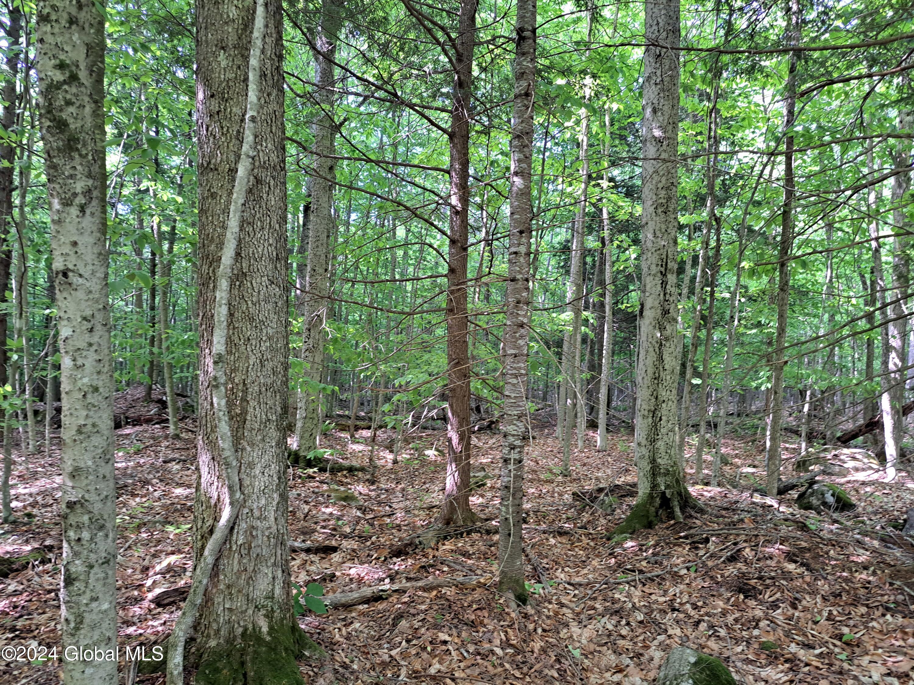 51 Barney Hill Road Johnsburg, NY 12843 - Photo 84 of 108 84 Mixed Hardwood Forest