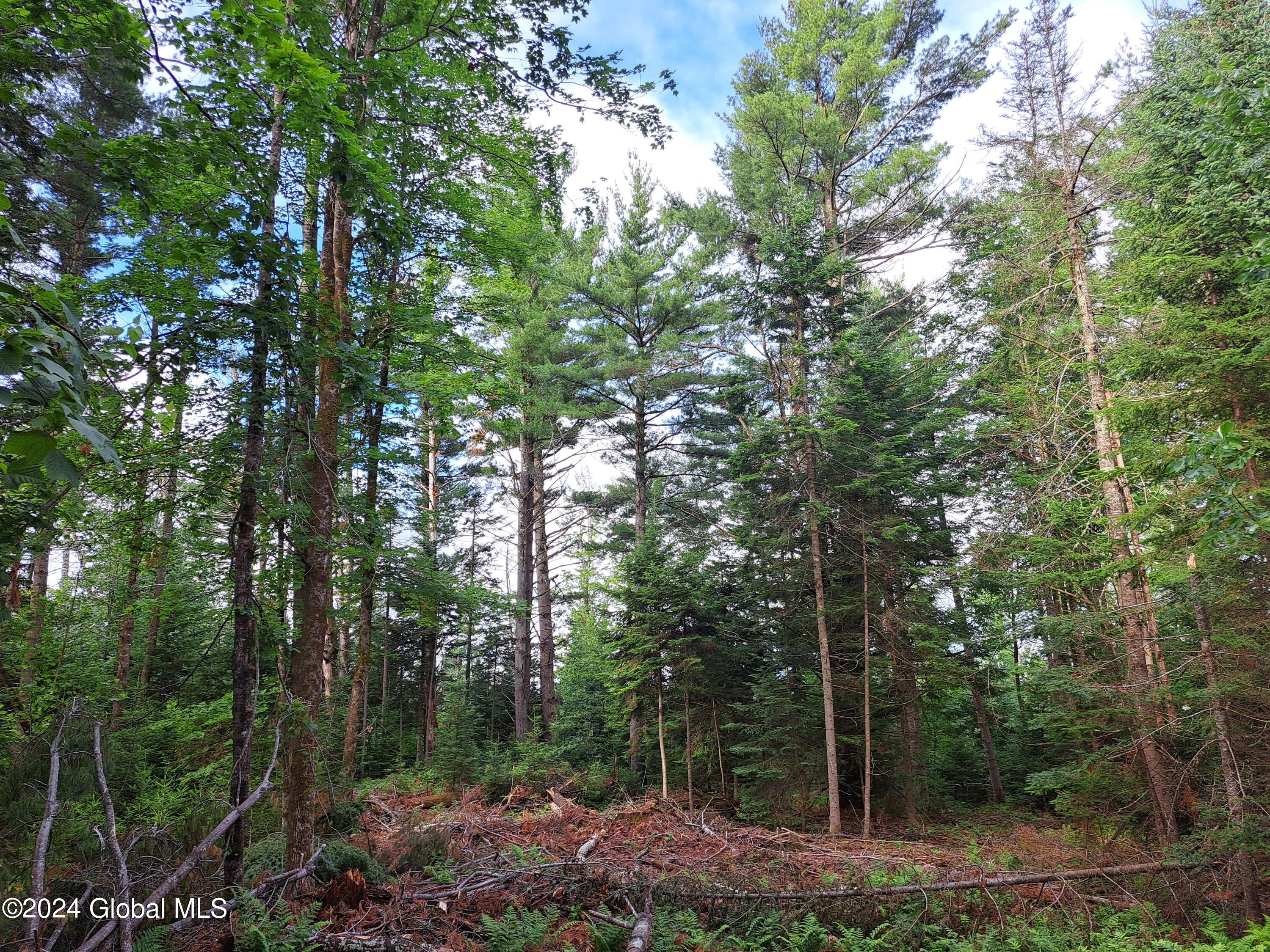 51 Barney Hill Road Johnsburg, NY 12843 - Photo 85 of 108 85 White Pine Timber