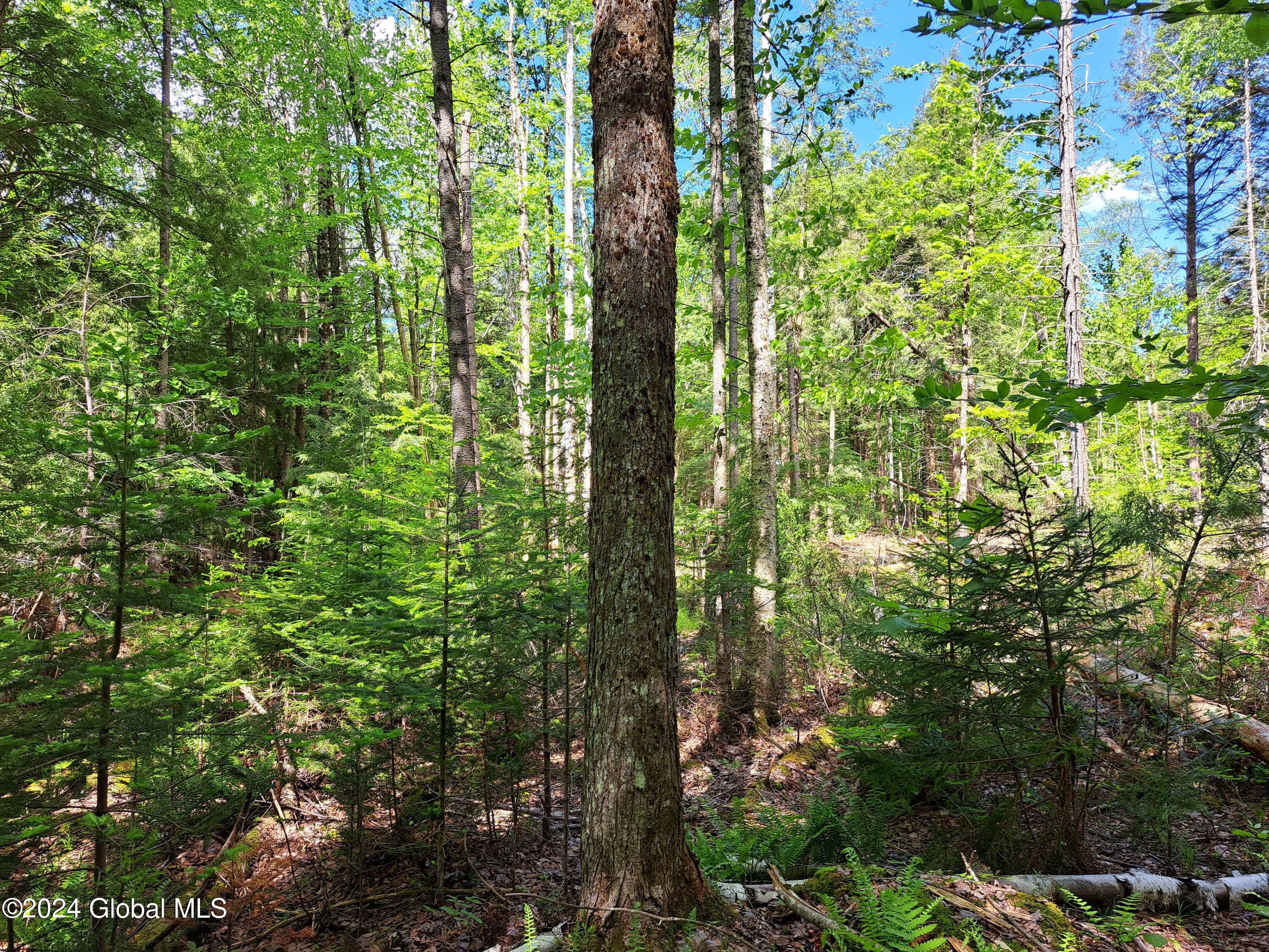 51 Barney Hill Road Johnsburg, NY 12843 - Photo 87 of 108 87 Sugar Maple of Balsam