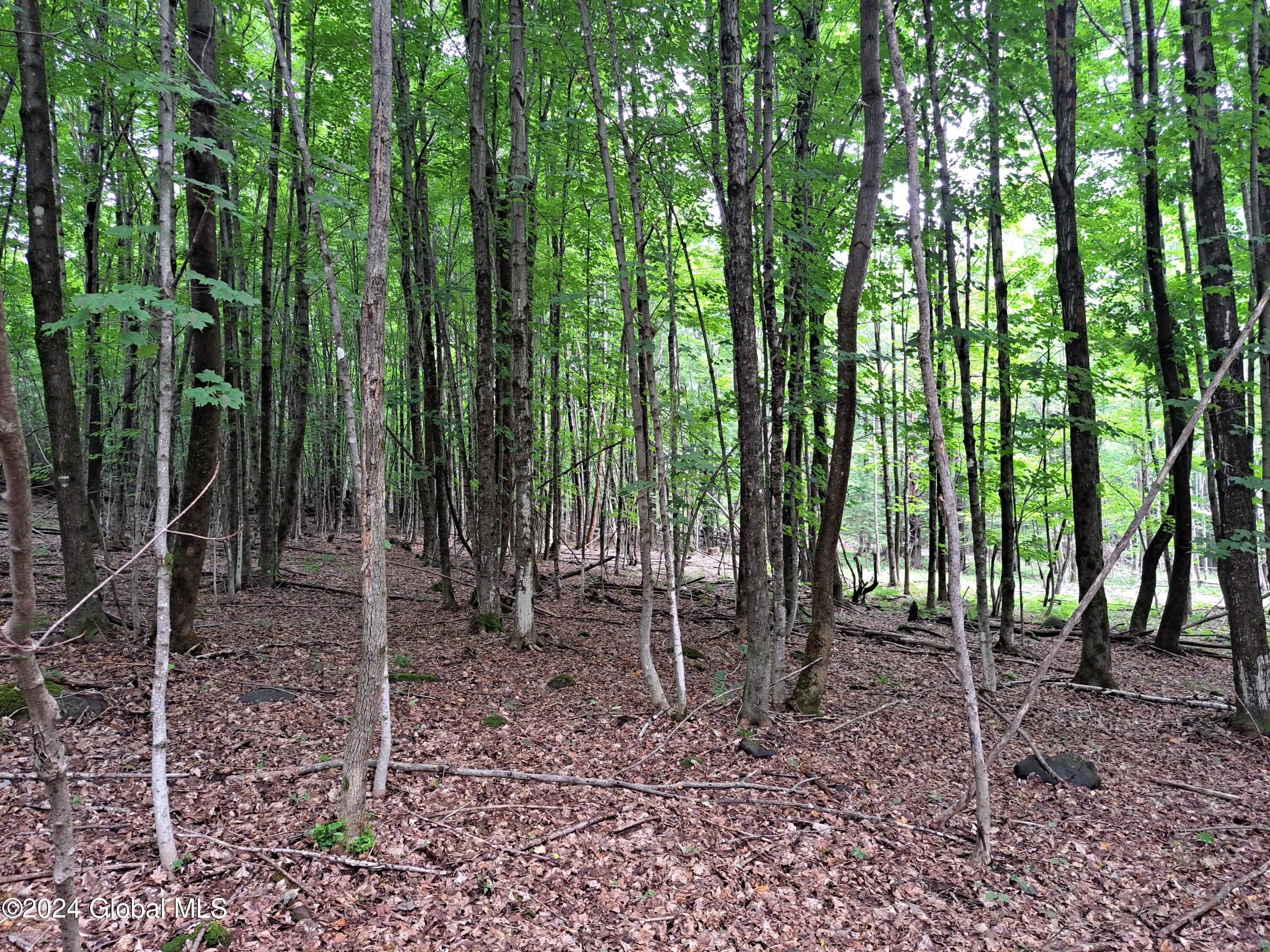 51 Barney Hill Road Johnsburg, NY 12843 - Photo 90 of 108 90 Young Forest