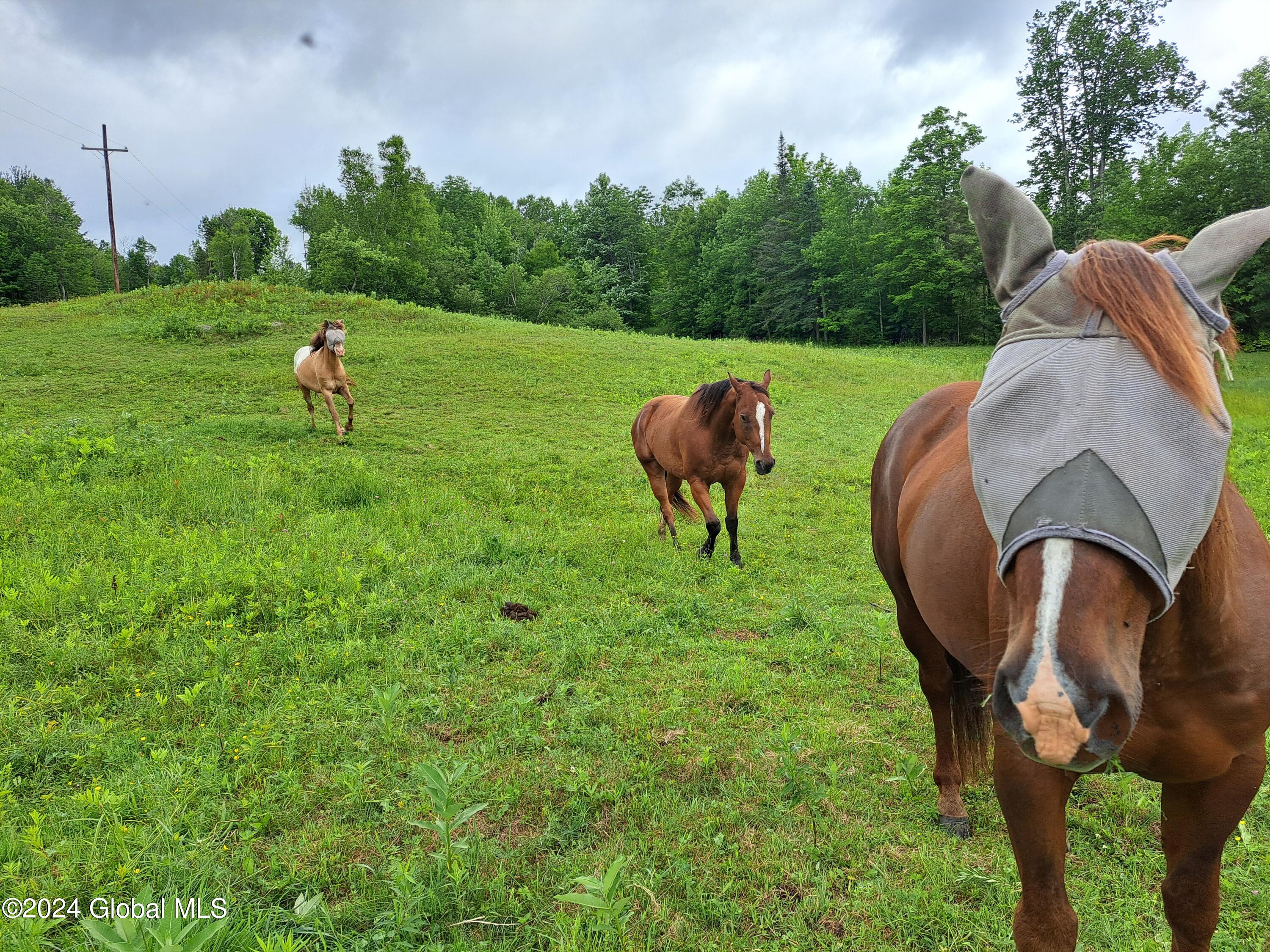 51 Barney Hill Road Johnsburg, NY 12843 - Photo 91 of 108 91 Curious Ponys