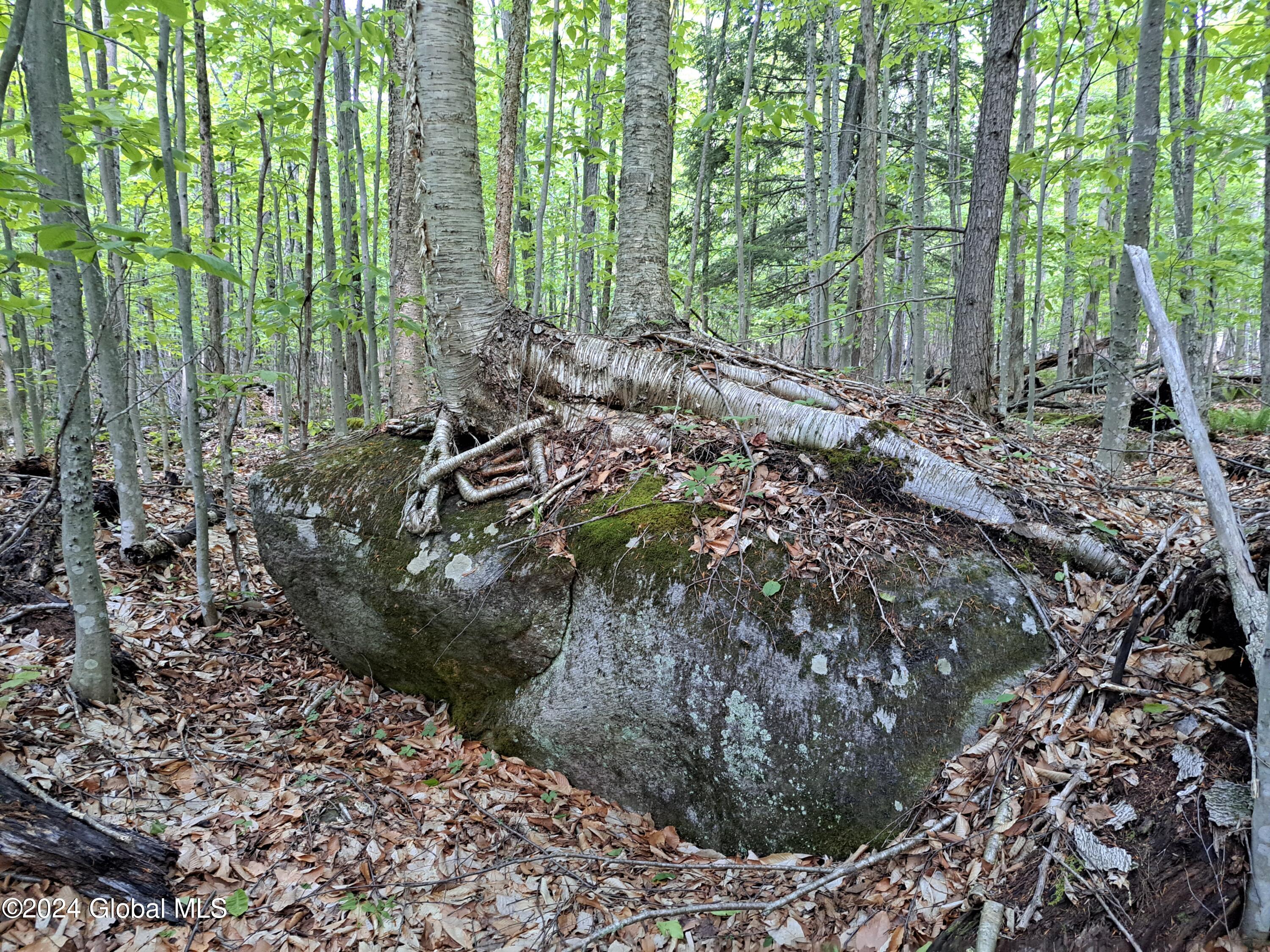 51 Barney Hill Road Johnsburg, NY 12843 - Photo 94 of 108 94 Yellow Birch Conquering a Boulder