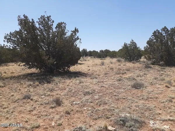 a view of a dry yard with trees in the background