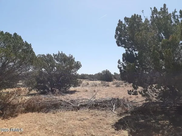 a view of a dry yard with lots of trees