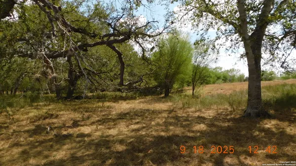 a view of a yard with a tree