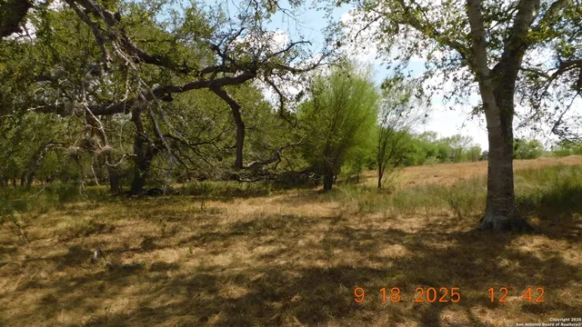 a view of a yard with a tree