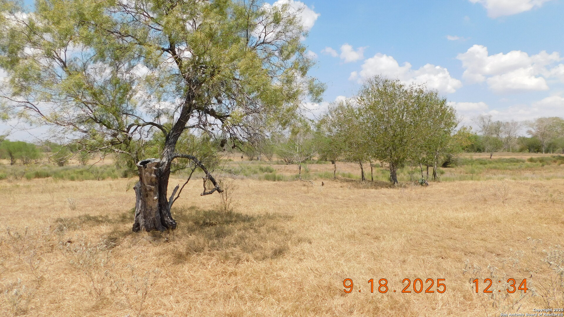 3 Gansky Lane Pleasanton, TX 78064 - Photo 25 of 45 a view of a yard with a tree