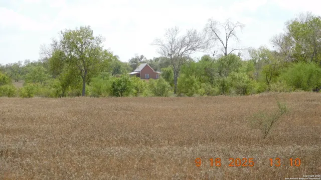 a view of a forest with trees in the background