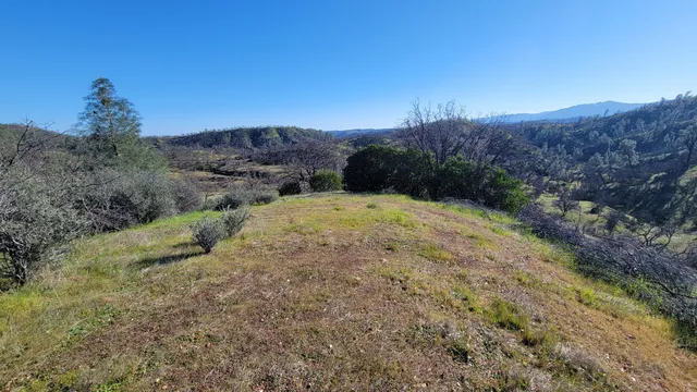 a view of a forest with mountains in the background