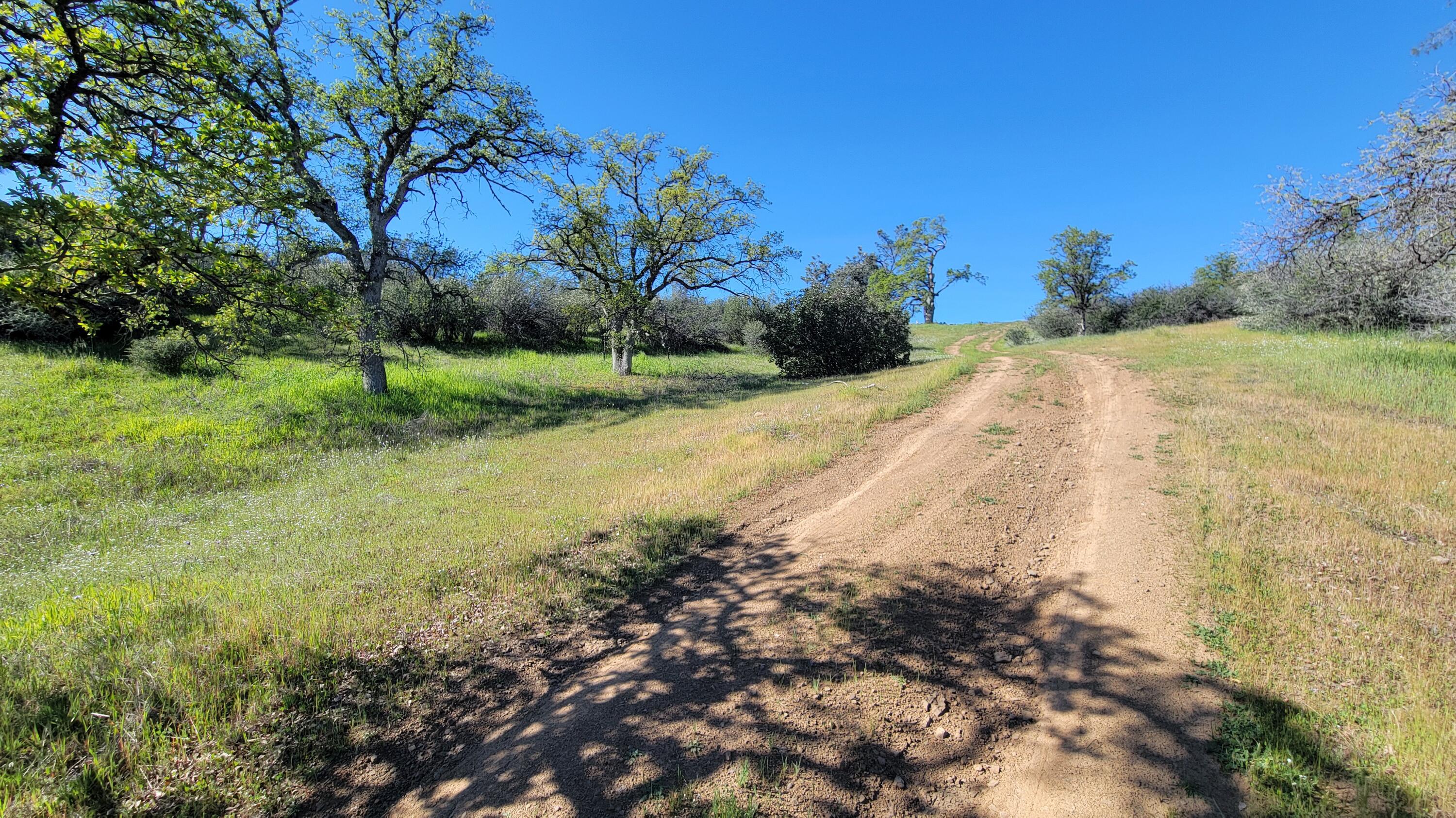 Lot 207 Fiddlers Road Igo, CA 96047 - Photo 16 of 26 a view of a yard with plants and large trees