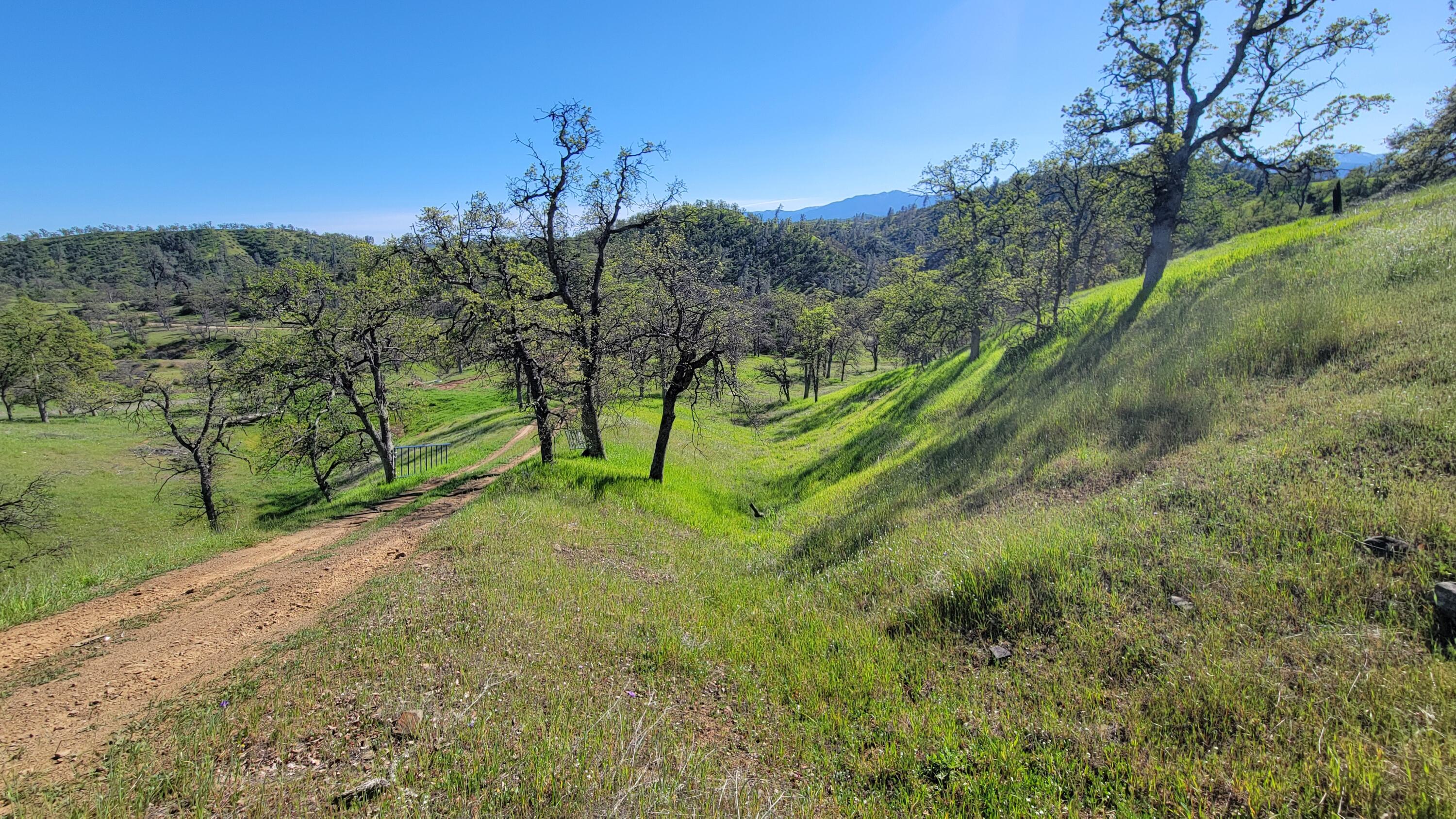 Lot 207 Fiddlers Road Igo, CA 96047 - Photo 17 of 26 a view of a yard with a tree