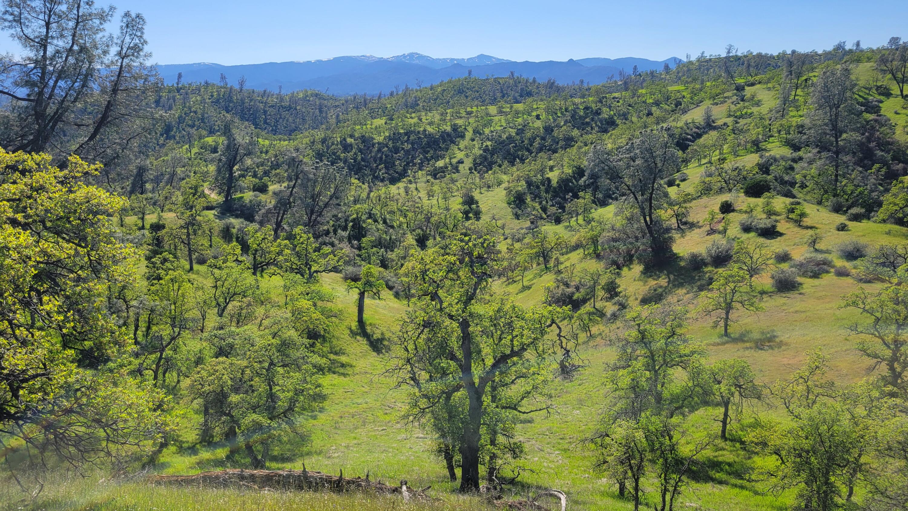 Lot 207 Fiddlers Road Igo, CA 96047 - Photo 5 of 26 a view of a forest with a forest