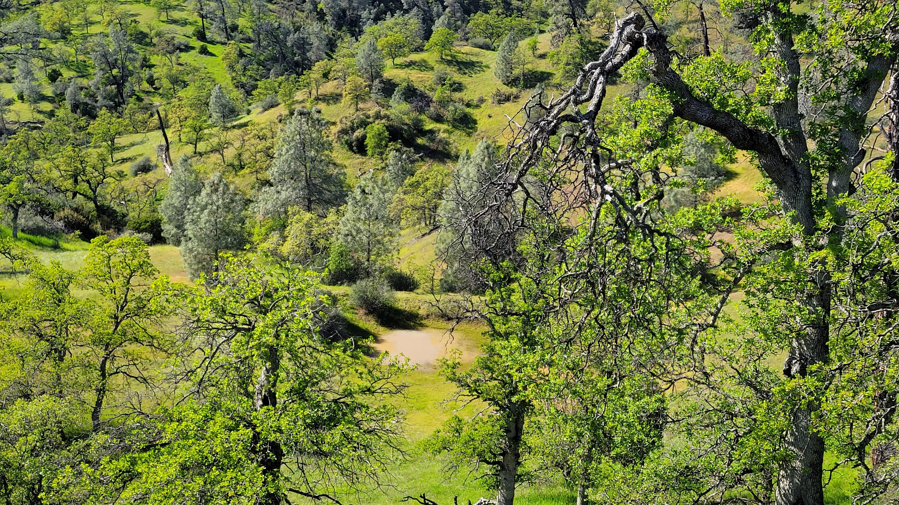 Lot 207 Fiddlers Road Igo, CA 96047 - Photo 6 of 26 a view of a forest with a tree