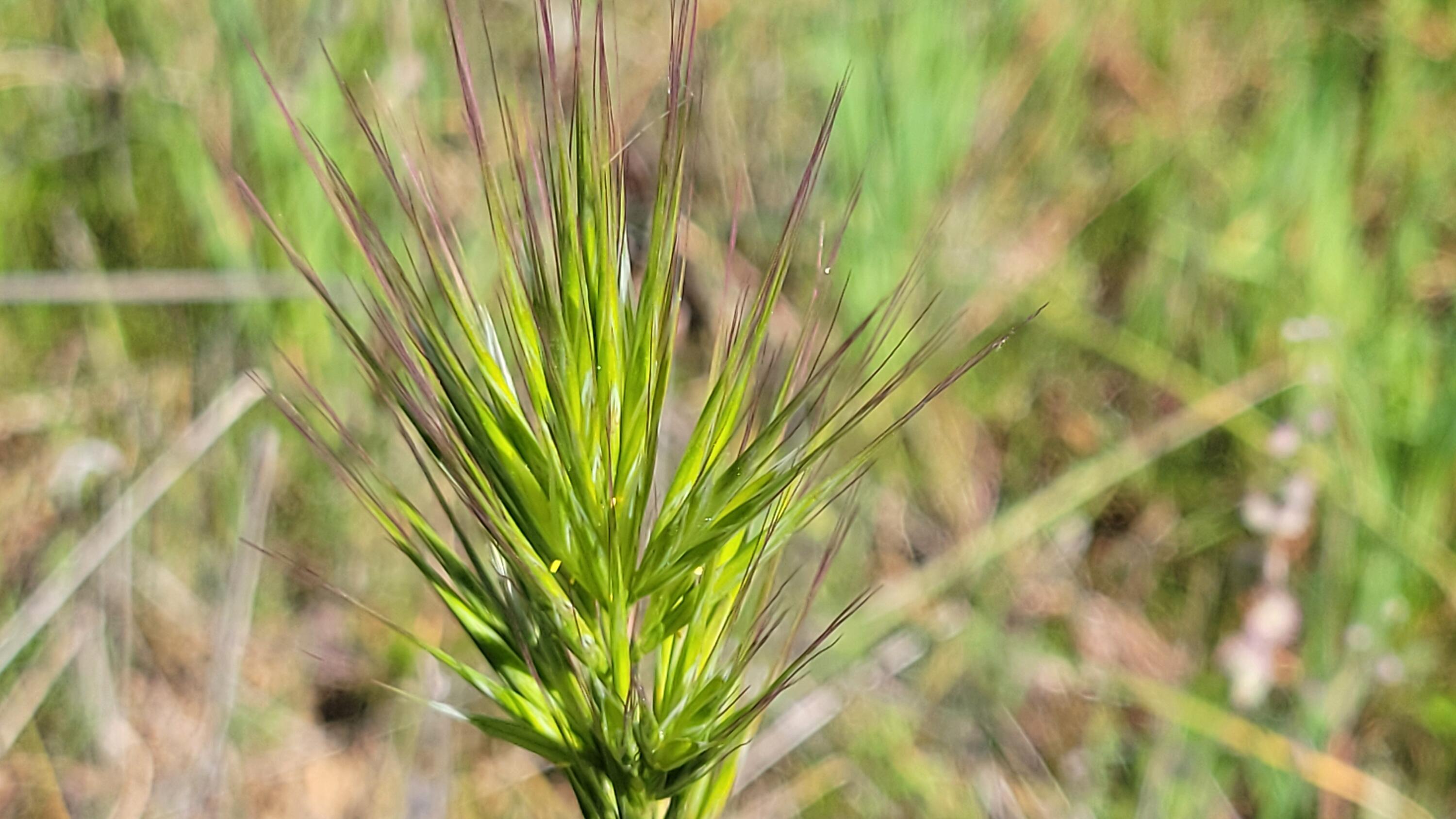 Lot 207 Fiddlers Road Igo, CA 96047 - Photo 9 of 26 a view of a plant in a garden