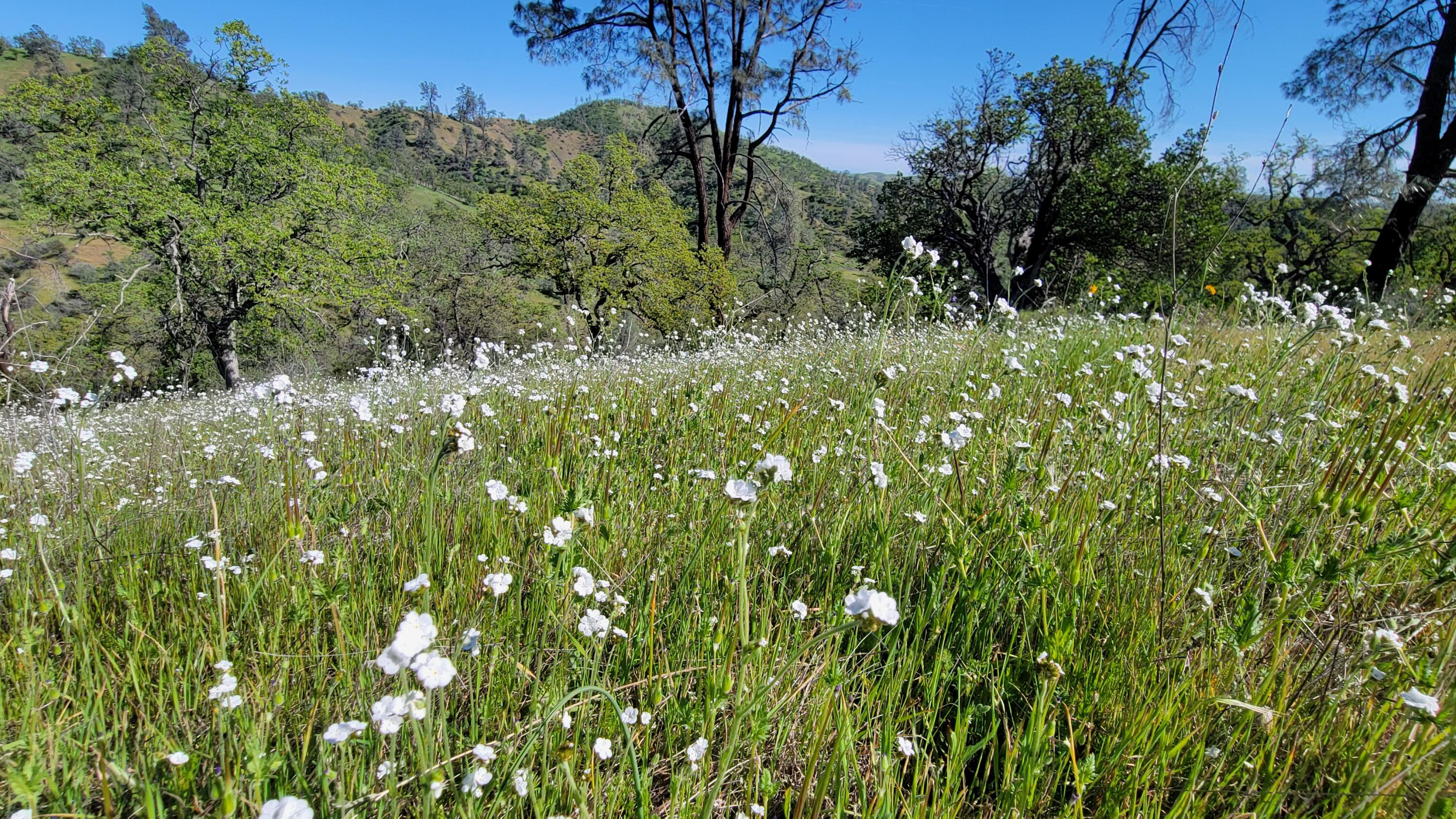 Lot 207 Fiddlers Road Igo, CA 96047 - Photo 10 of 26 a view of a lush green forest