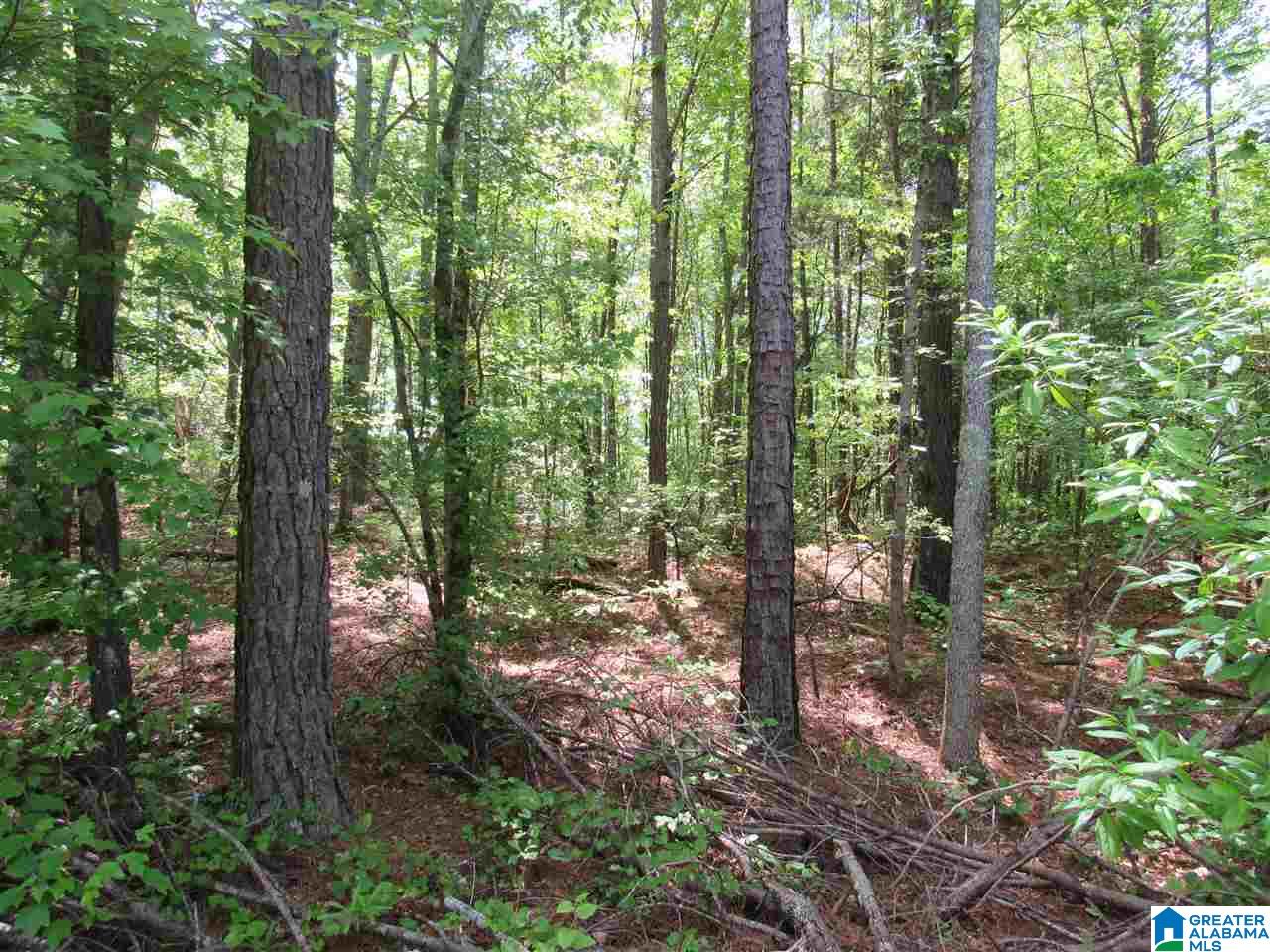 0 County Road 895, Unit 17 ACRES Lineville, AL 36266 - Photo 9 of 30