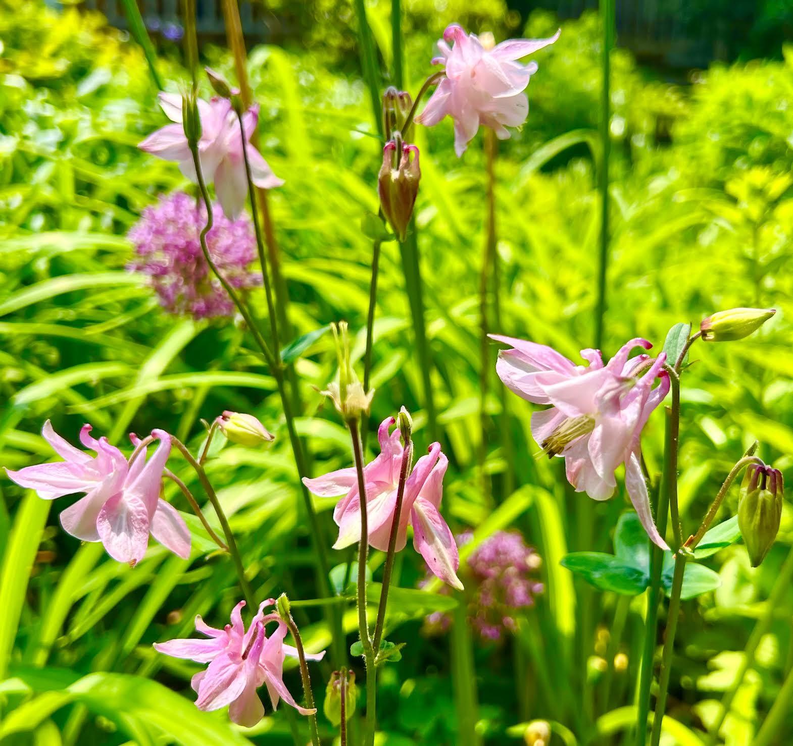 177 Richtown Road Bernard, ME 04612 - Photo 56 of 59 Gardens