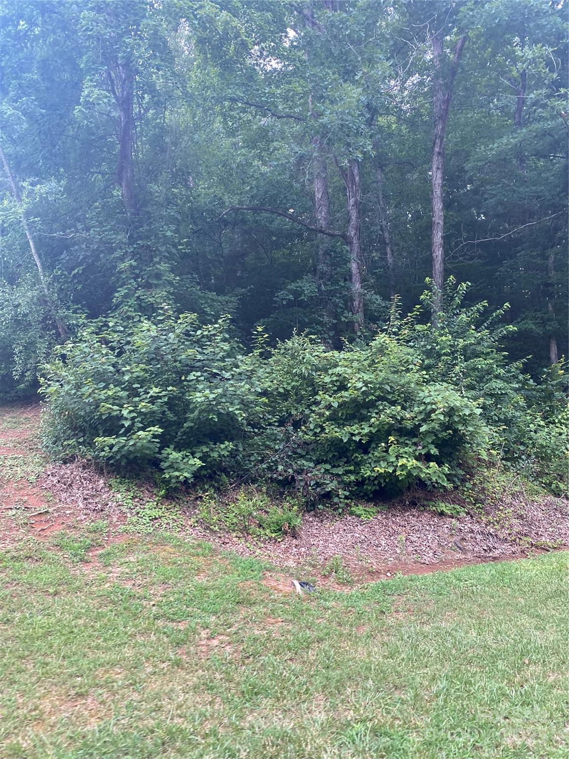Lot 132 Rocky Acres Road, Unit 132 Hickory, NC 28601 - Photo 3 of 3 a view of a backyard with plants and large trees