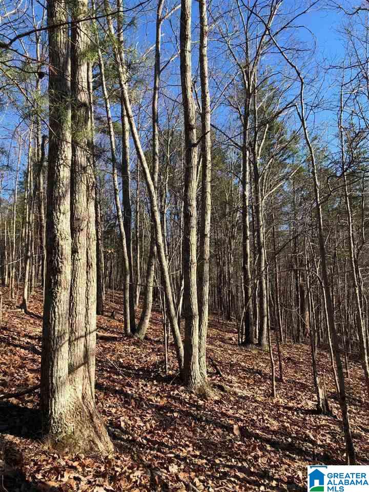 5610 Clay-Palmerdale Road, Unit 2 Pinson, AL 35126 - Photo 2 of 3