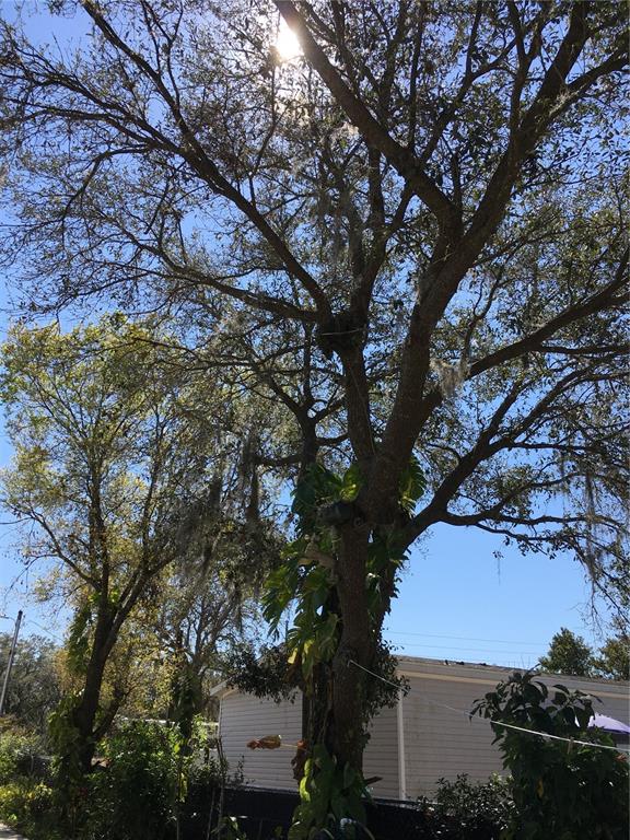 539 Libby Road Babson Park, FL 33827 - Photo 68 of 89 a view of tree in front of a house