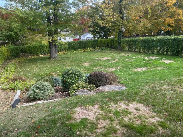 a view of a lush green forest