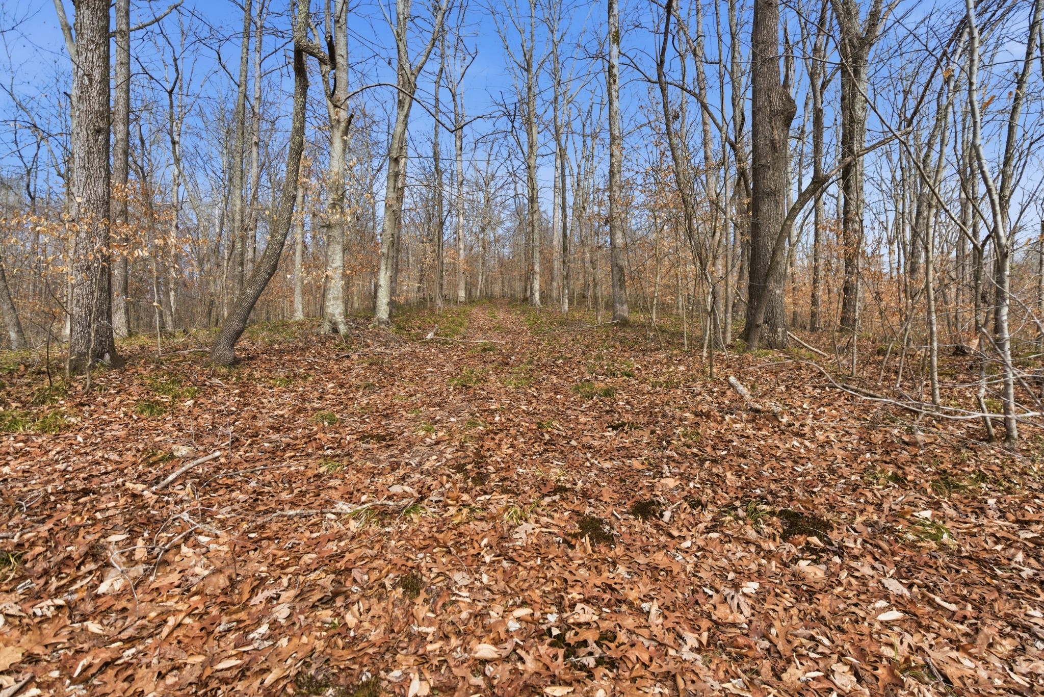 3972 Skelley Road Santa Fe, TN 38482 - Photo 39 of 47 a backyard of a house with lots of green space