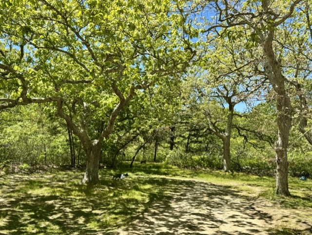 47 Quenames Road Chilmark, MA 02535 - Photo 10 of 11 a view of a yard with a tree
