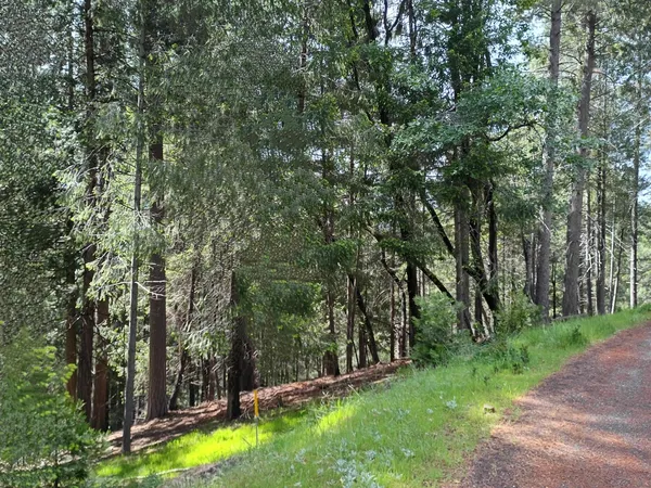 a big yard with lots of green space and plants