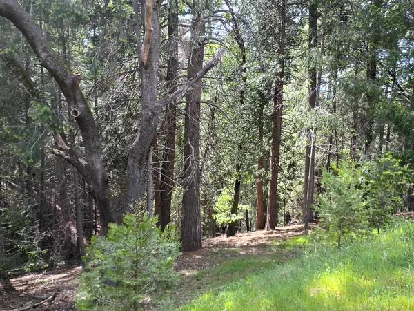 a view of a yard with large trees
