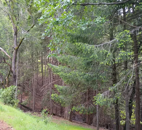 a view of outdoor space and trees all around