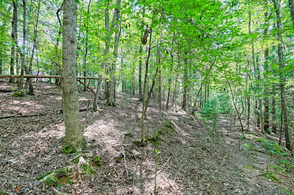 342 Laurel Cove Road Murphy, NC 28906 - Photo 6 of 47 Gallery Image 6