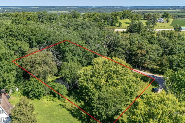 a view of a lush green forest with large trees
