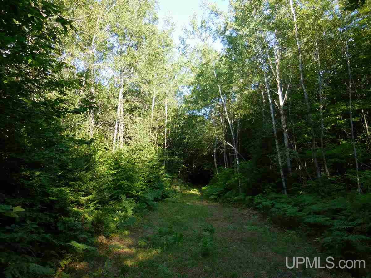 Tbd Tee Lake Road Germfask, MI 49836 - Photo 19 of 25