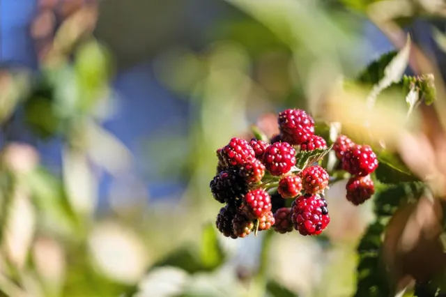 $975,000 | 1330 Jackson Gate Road, Jackson, CA 95642