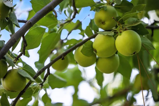 $975,000 | 1330 Jackson Gate Road, Jackson, CA 95642