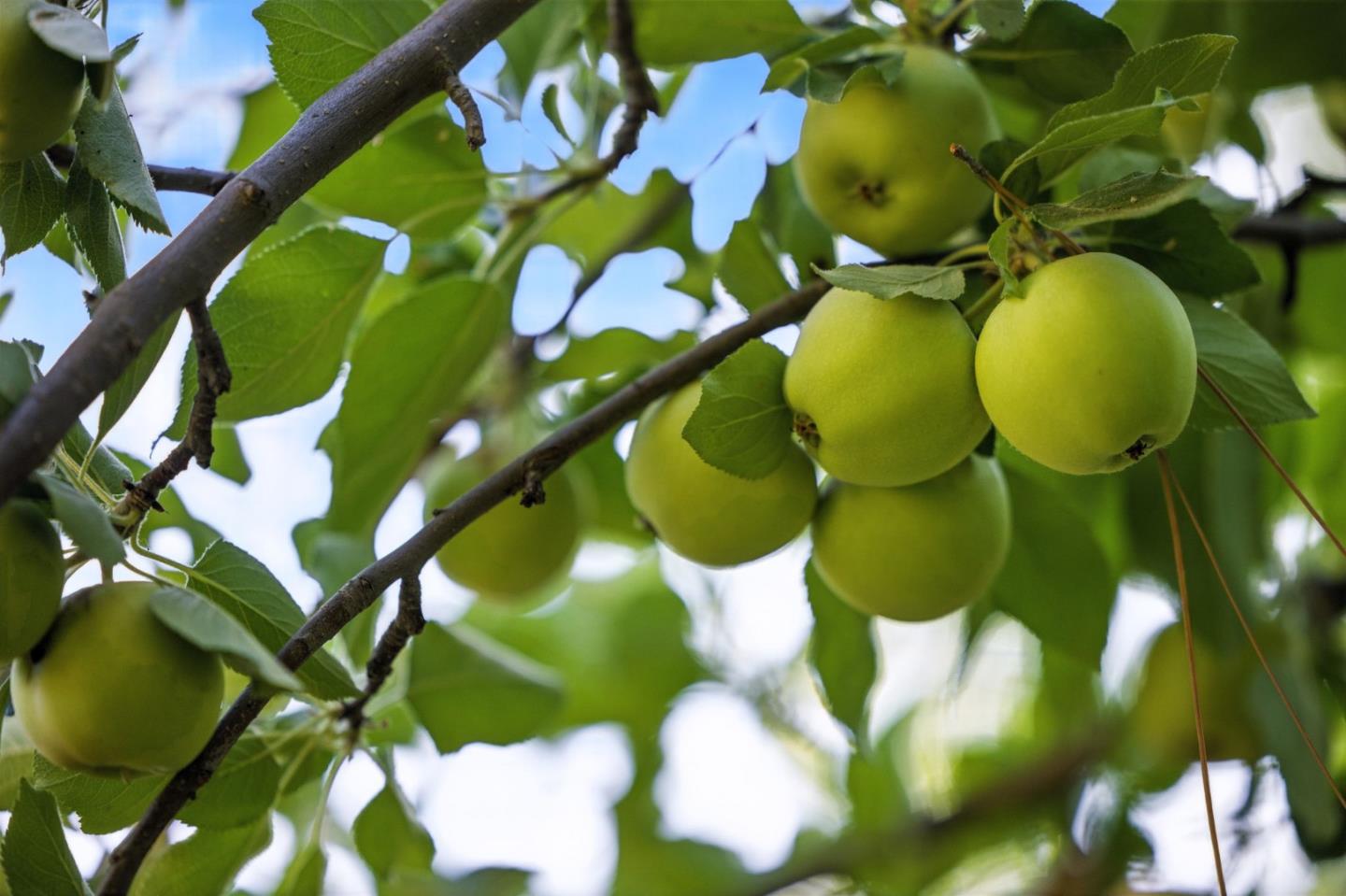 1330 Jackson Gate Road Jackson, CA 95642 - Photo 68 of 72