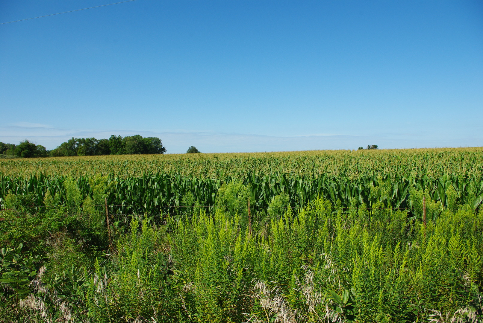 7299 Howison Road Waterman, IL 60556 - Photo 1 of 4 a view of a lush green space