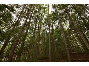 Lot 36 Weir Pond Road Lee, ME 04455 - Photo 6 of 7 Tall timber