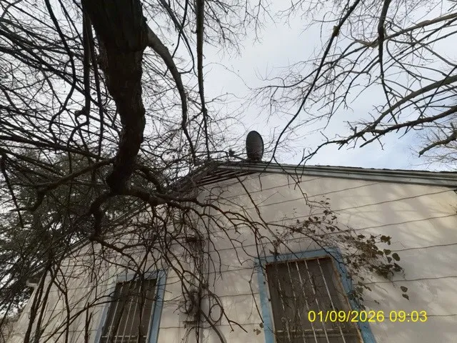 a view of a tree with a tree