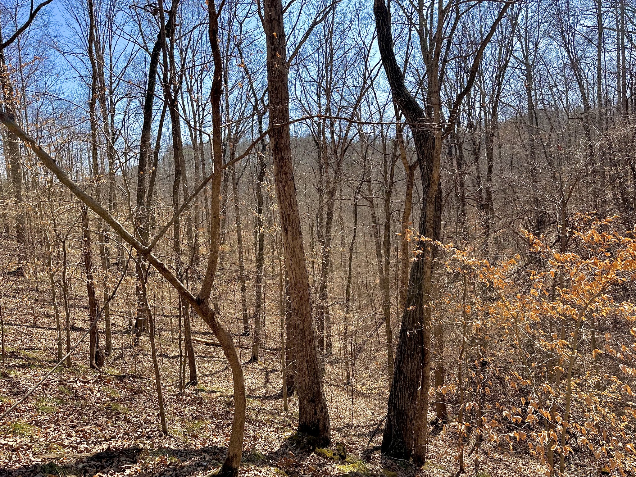 0 Apache Trail Pegram, TN 37143 - Photo 11 of 12