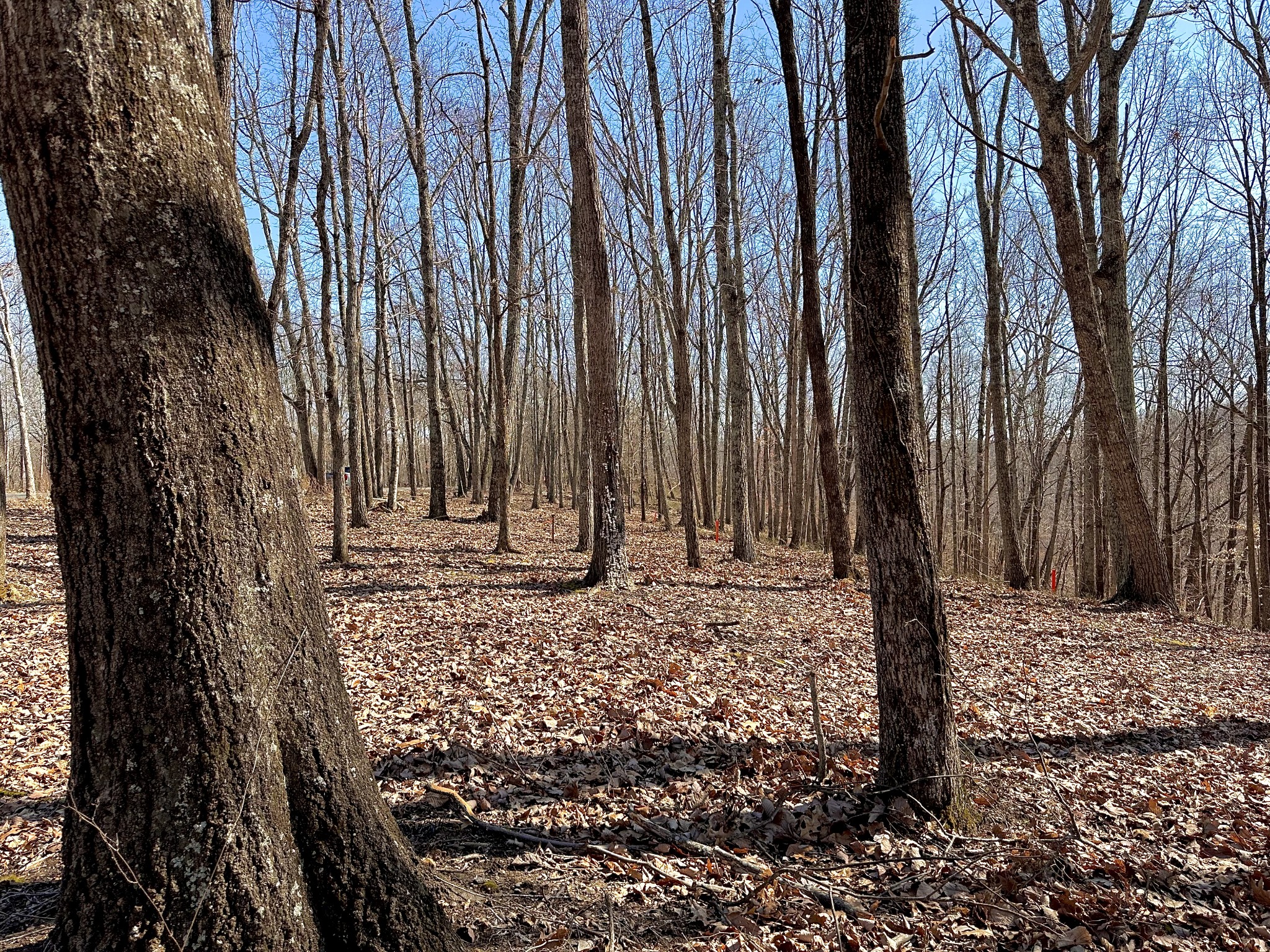 0 Apache Trail Pegram, TN 37143 - Photo 3 of 12