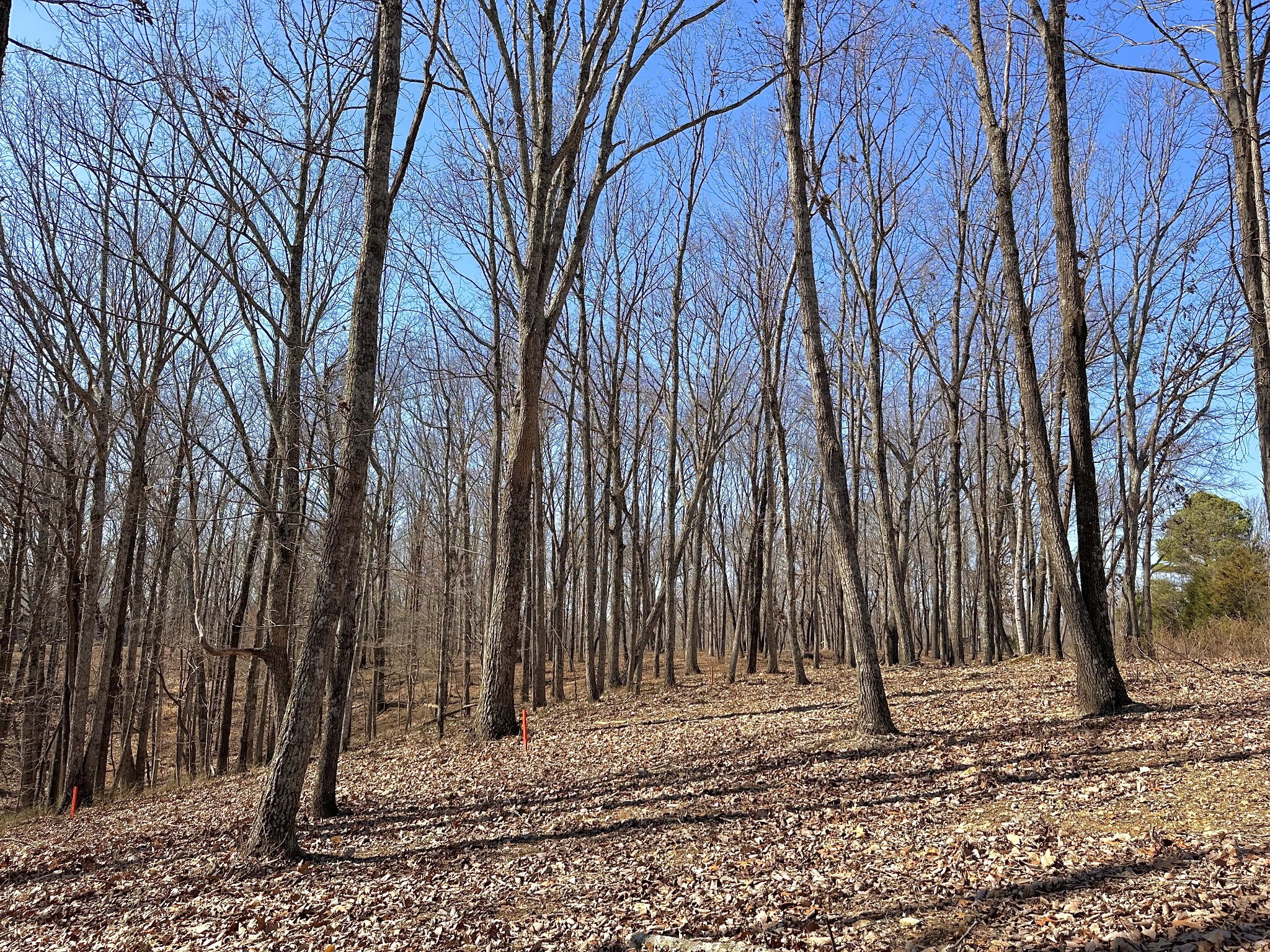 0 Apache Trail Pegram, TN 37143 - Photo 9 of 12